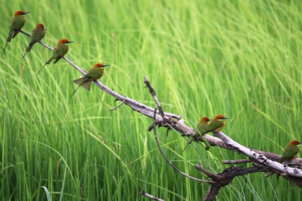 Hermosas aves descansan en la naturaleza