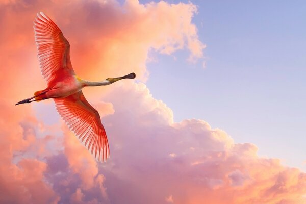 Flamingo flies in the pink sky