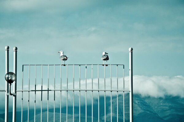 Unusually beautiful sky and seagulls