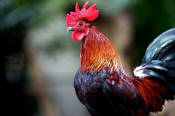 Capesante d oro del Gallo