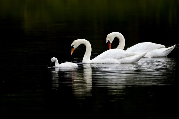 Bird, swans on the lake