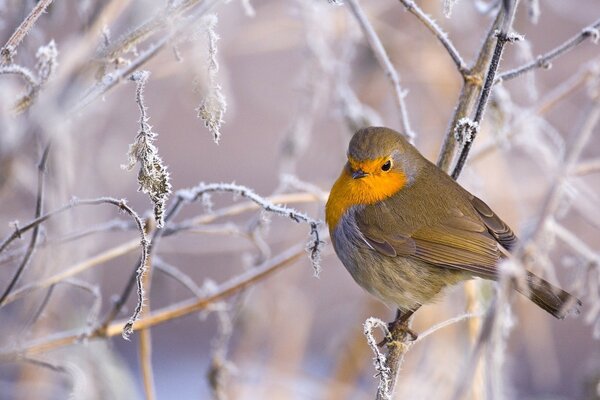 Frosty day. A bird with a yellow tie is sitting on a branch