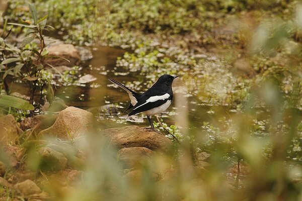 Oiseau en plein air