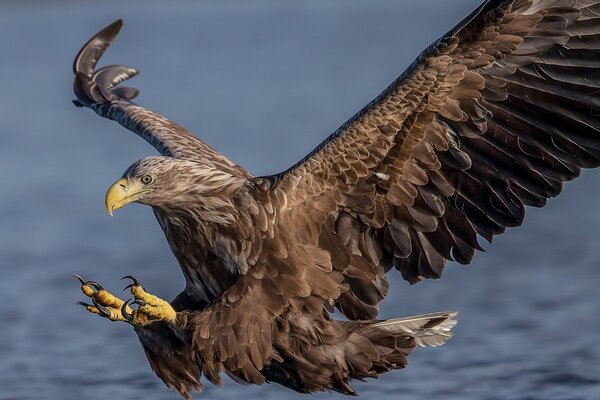 Foto von der Jagd eines Greifvögels in freier Wildbahn