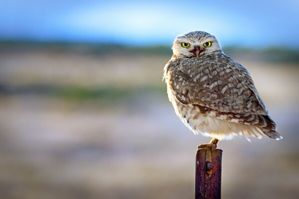 Hibou brun assis sur une cheville à l extérieur