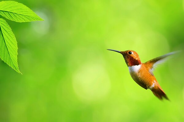 Piccolo bellissimo uccello che vola