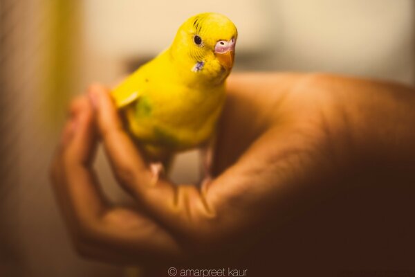 Poulet jaune dans les mains