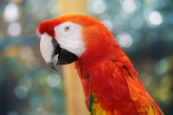 Loro común de la naturaleza