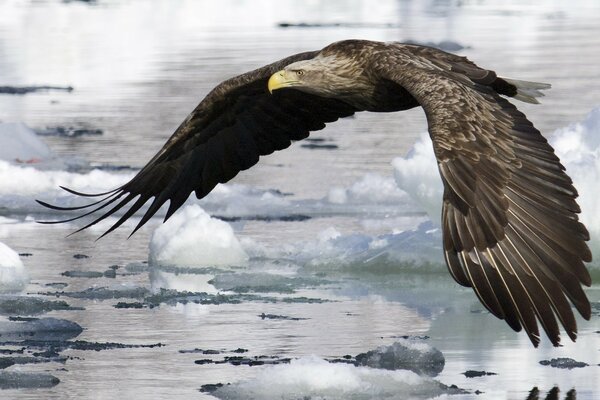 The eagle glides easily on the water