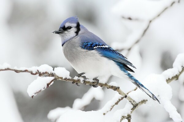 A bird with a blue back on a branch in winter