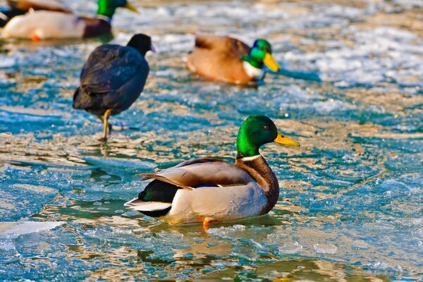 Anatra inverno molti uccelli Drake