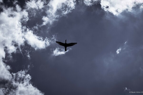 Canard volant sur fond de ciel bleu