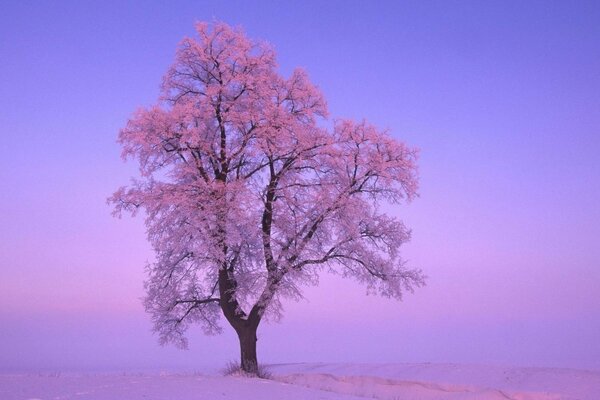 Einsamer Baum im Winter im Frost