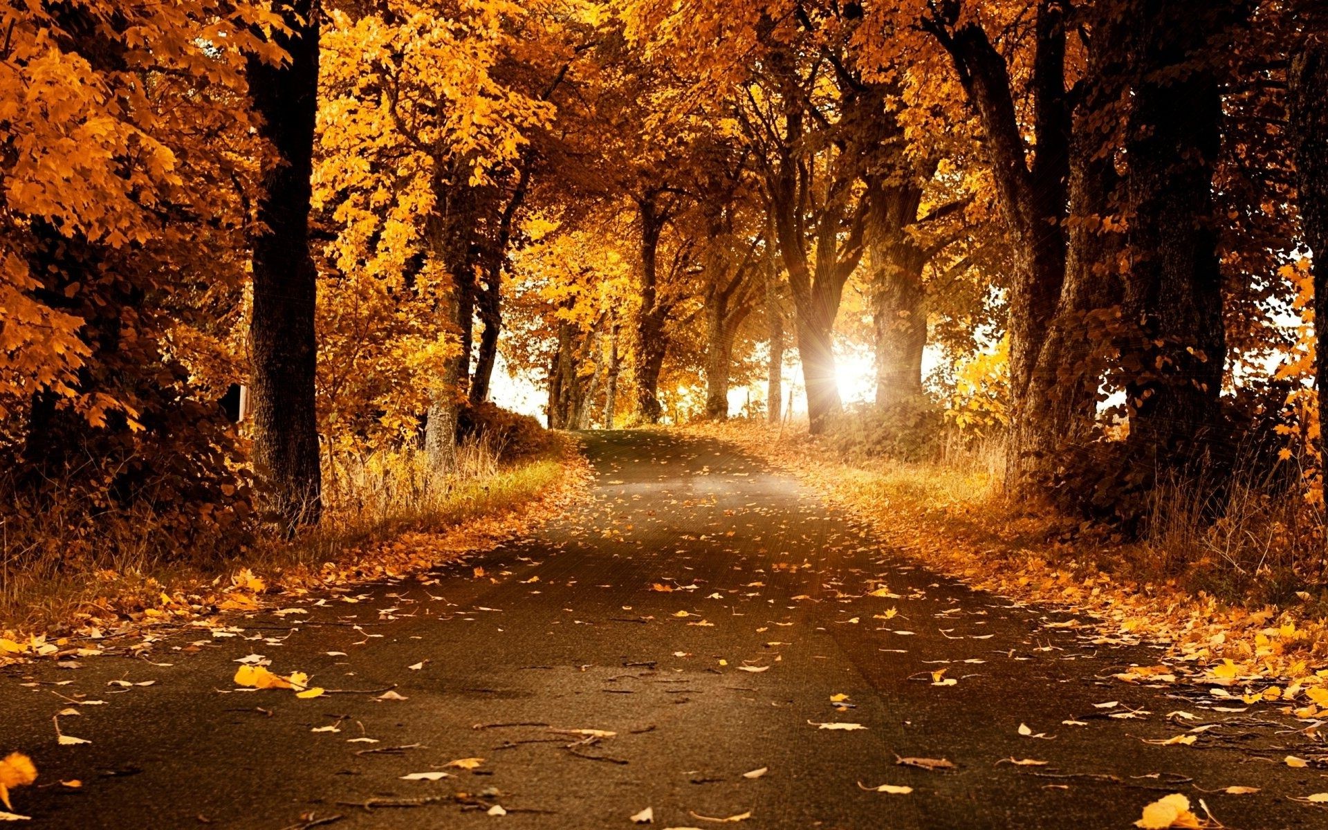 herbst herbst blatt baum straße holz natur landschaft im freien park führung morgendämmerung