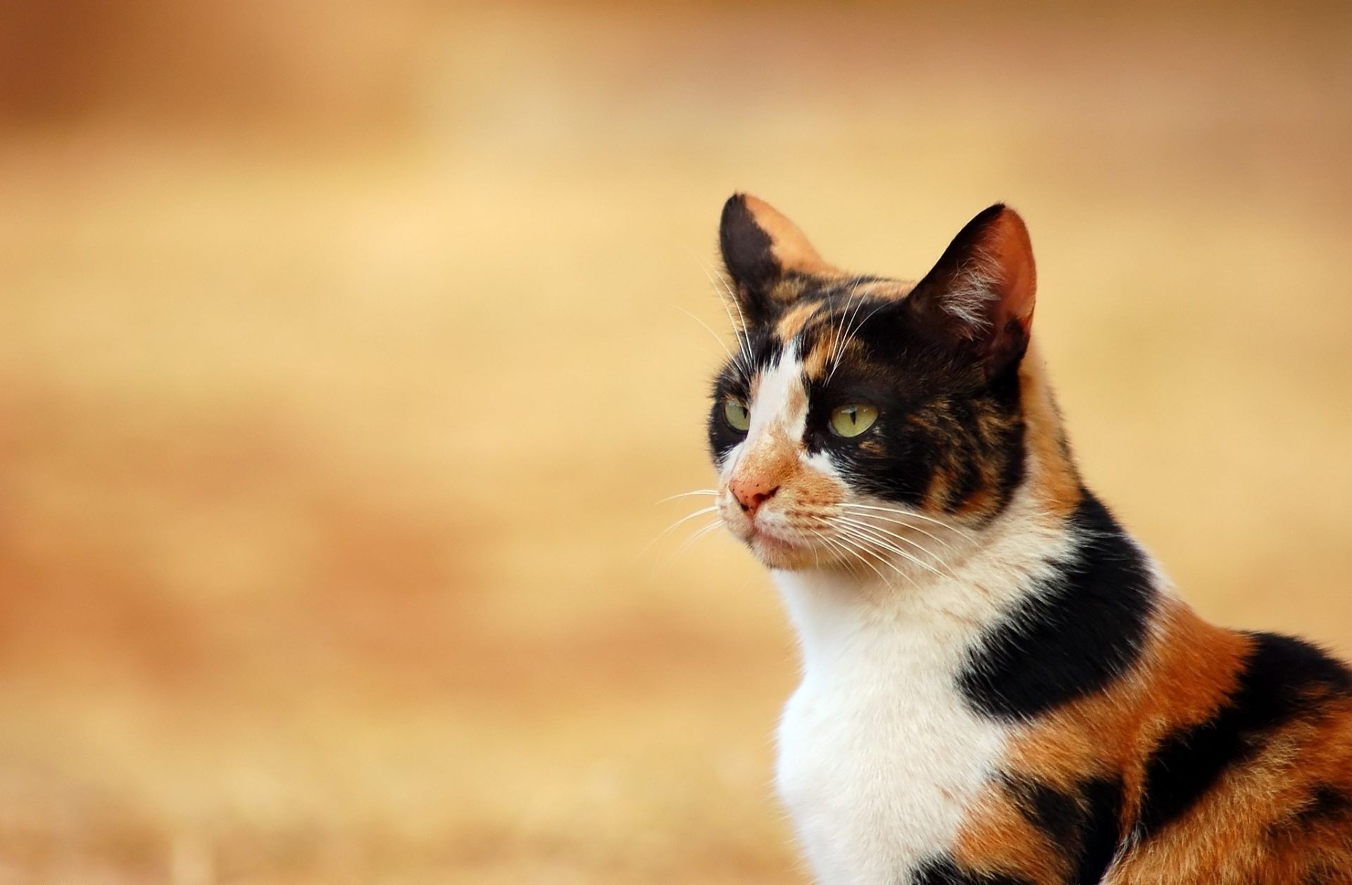 katze katze niedlich porträt tier säugetier auge fell haustier natur ein anzeigen