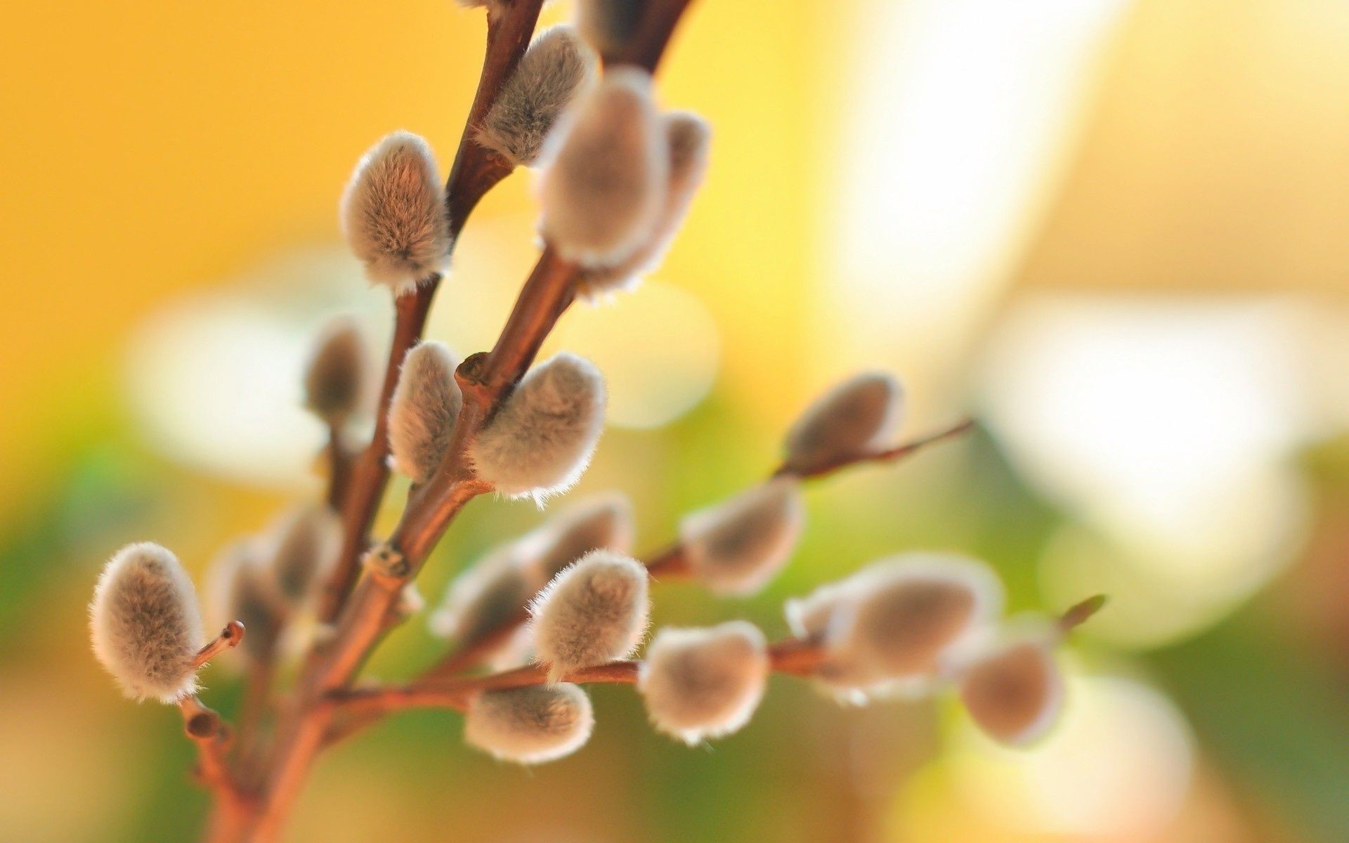 holidays nature flora flower growth blur leaf delicate outdoors close-up color summer tree easter bright bud