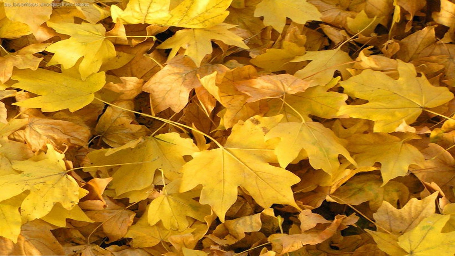 liście liść jesień klon sezon flora natura jasny kolor drzewo park zmiana złoty pulpit żywe środowisko zewnętrzne drewno ogród