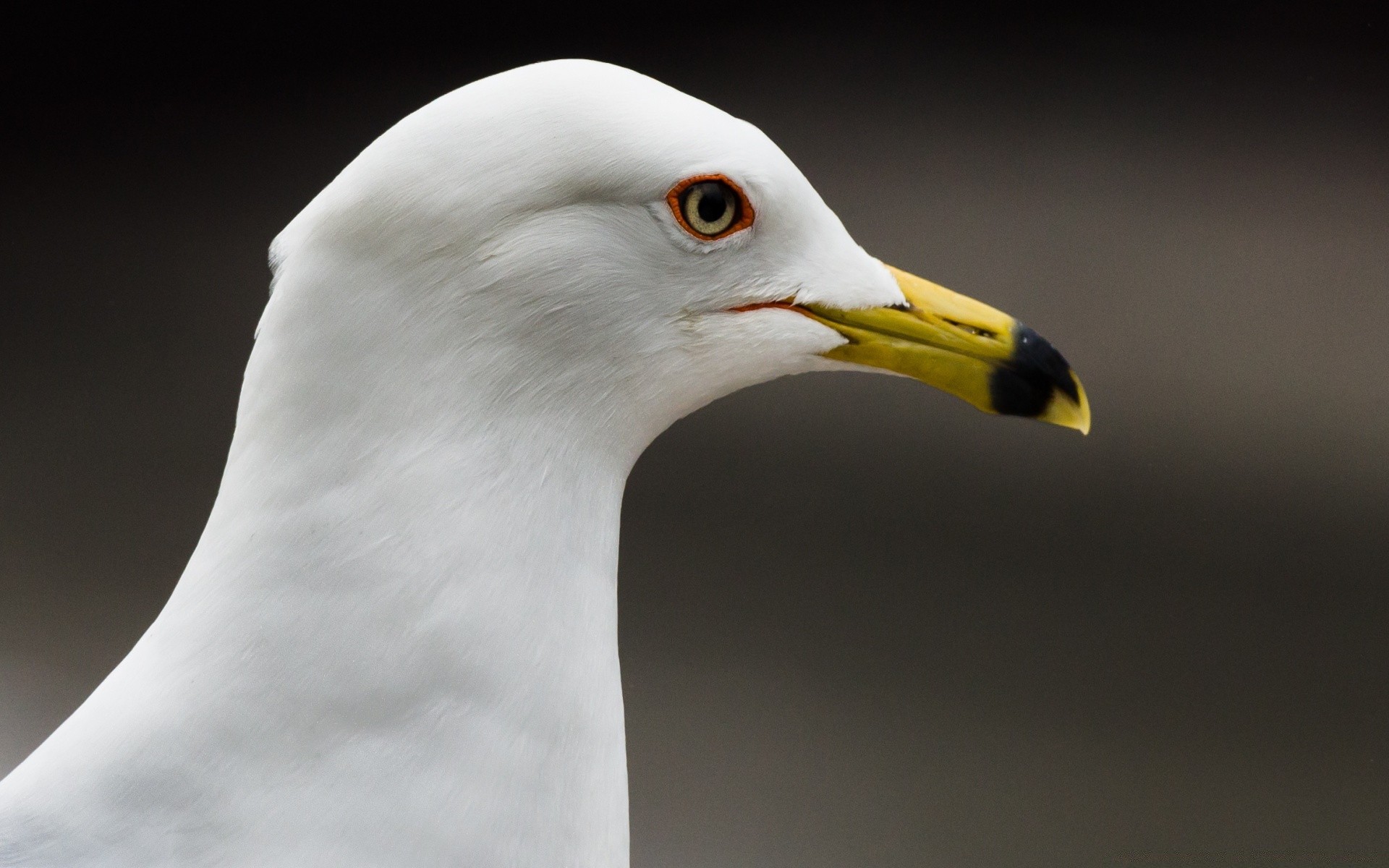 seagull bird wildlife seagulls animal nature