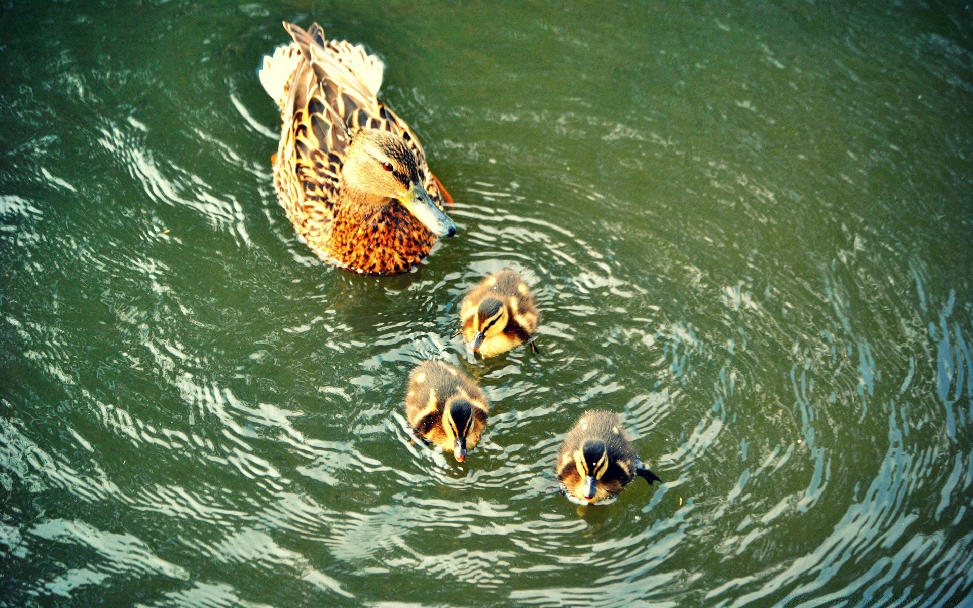 anatra acqua nuoto natura subacquea all aperto bagnato lago fauna selvatica mare estate fiume viaggi oceano