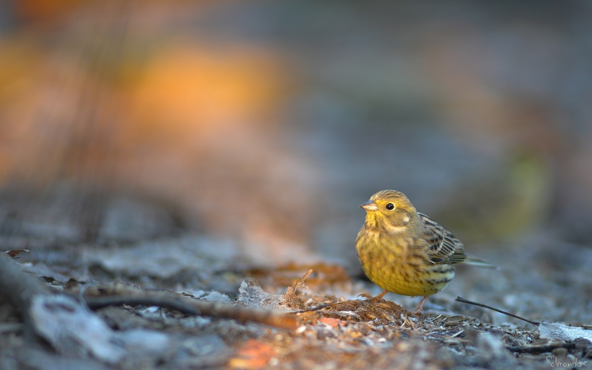 aves natureza pássaro vida selvagem ao ar livre borrão selvagem animal pequeno