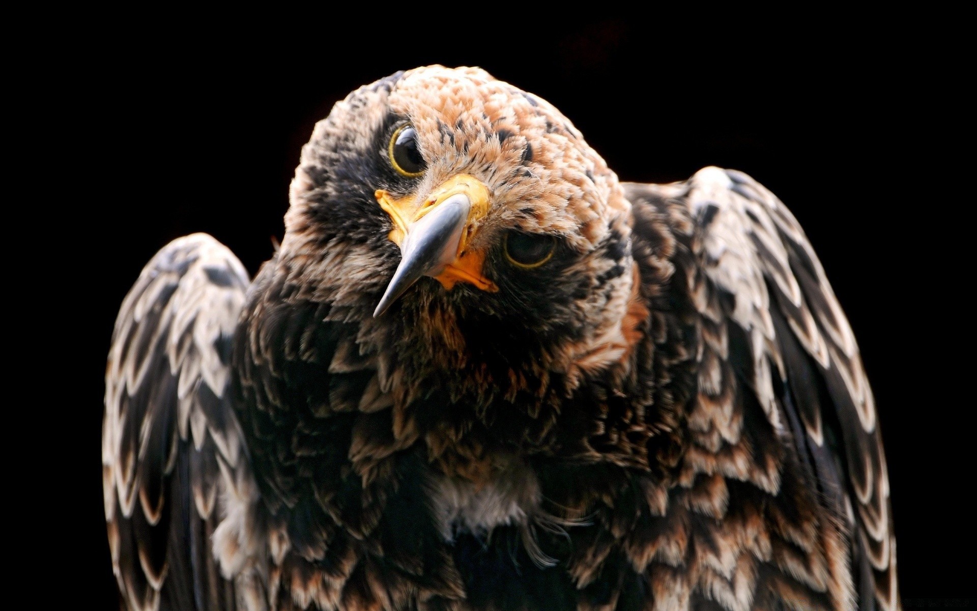 aquila rapace uccello maestoso fauna selvatica preda calvo falco piuma aquila calva falconeria ritratto predatore falco becco animale avvoltoio predatore natura