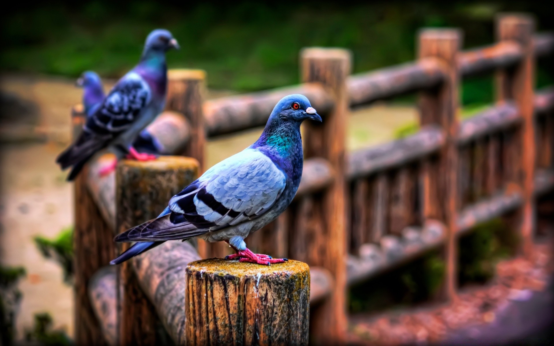 dove bird outdoors nature wood pigeon wildlife