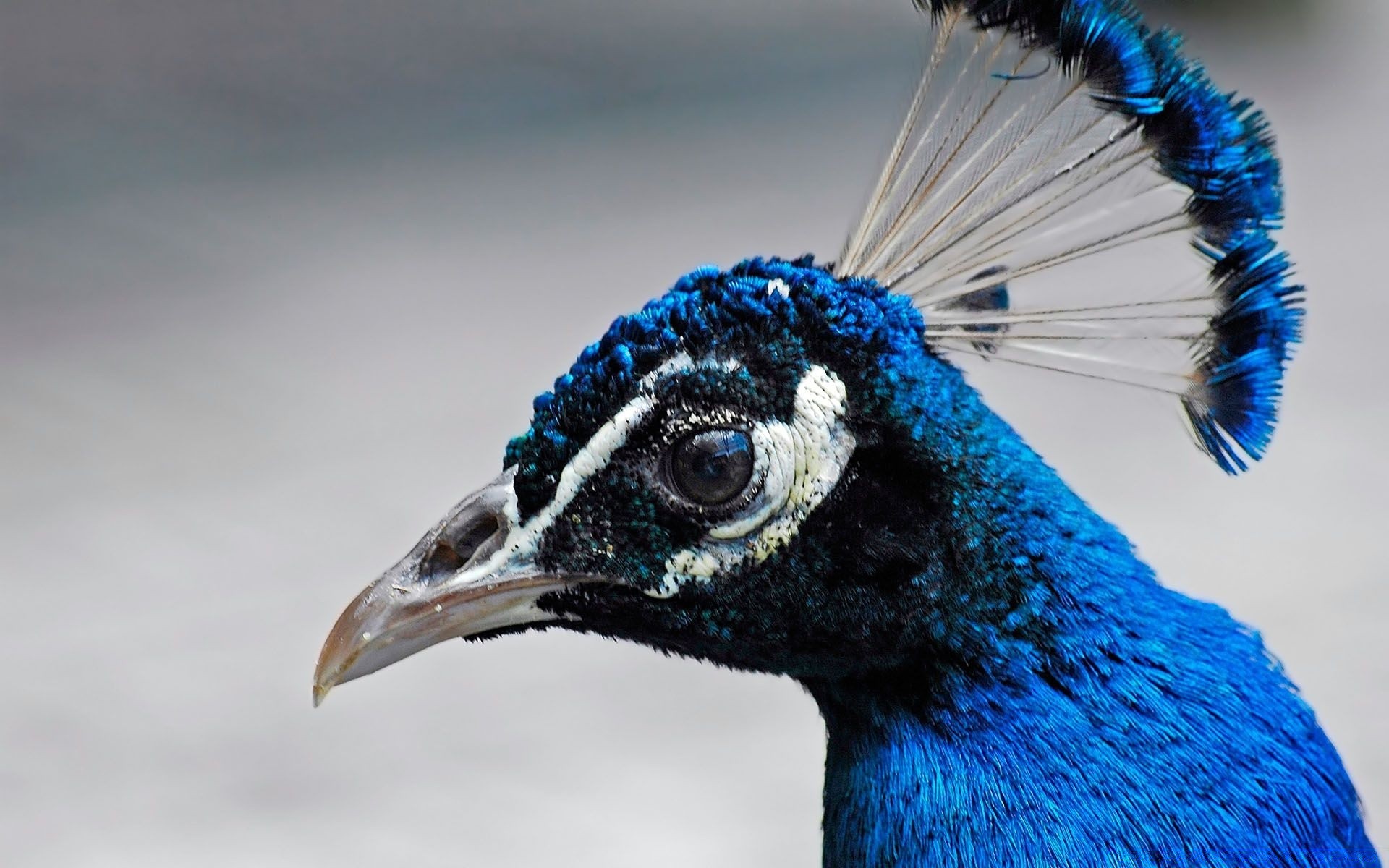 vögel vogel tierwelt pfau feder natur vögel tier im freien hals