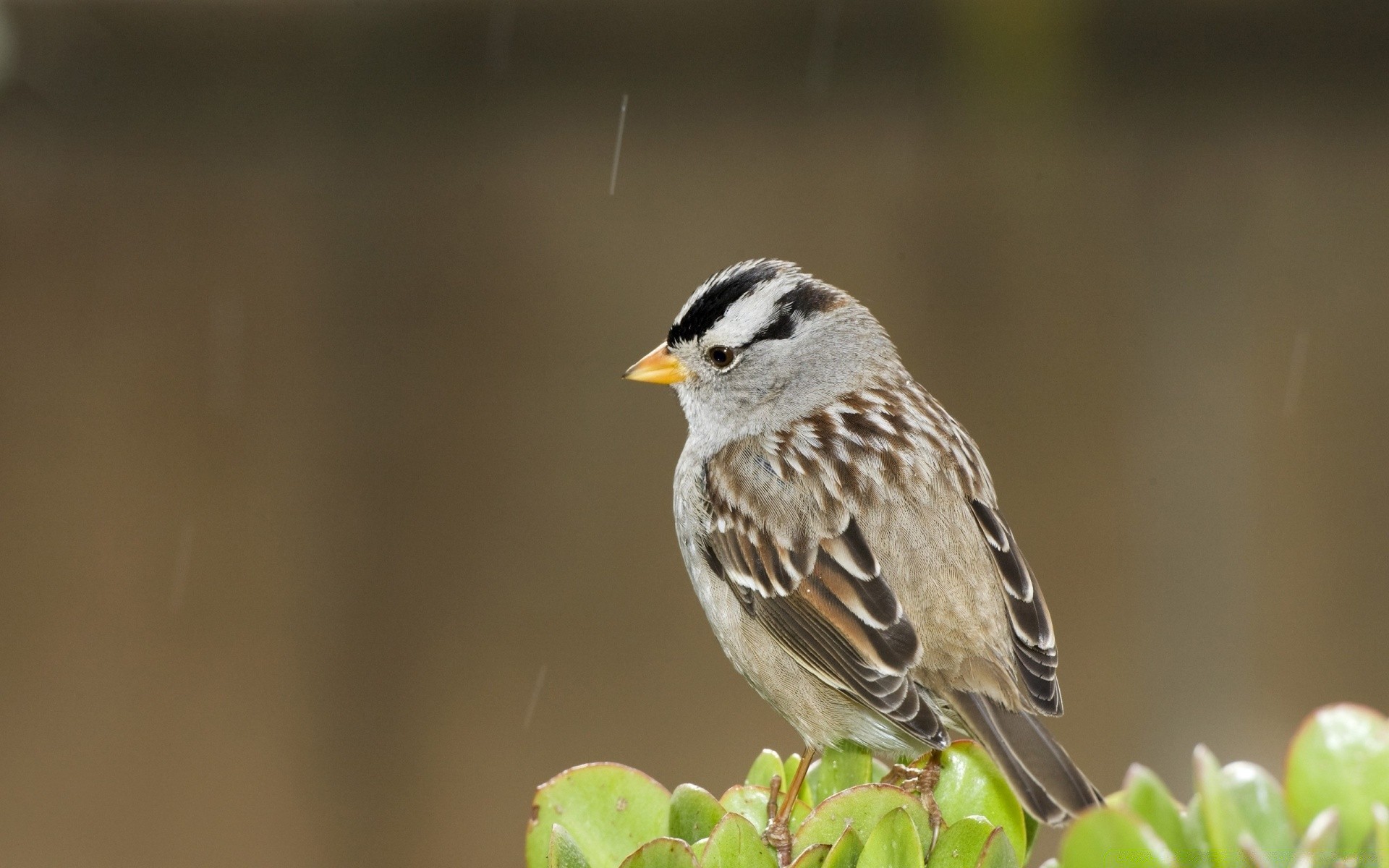 vögel tierwelt vogel natur im freien tier wenig wild