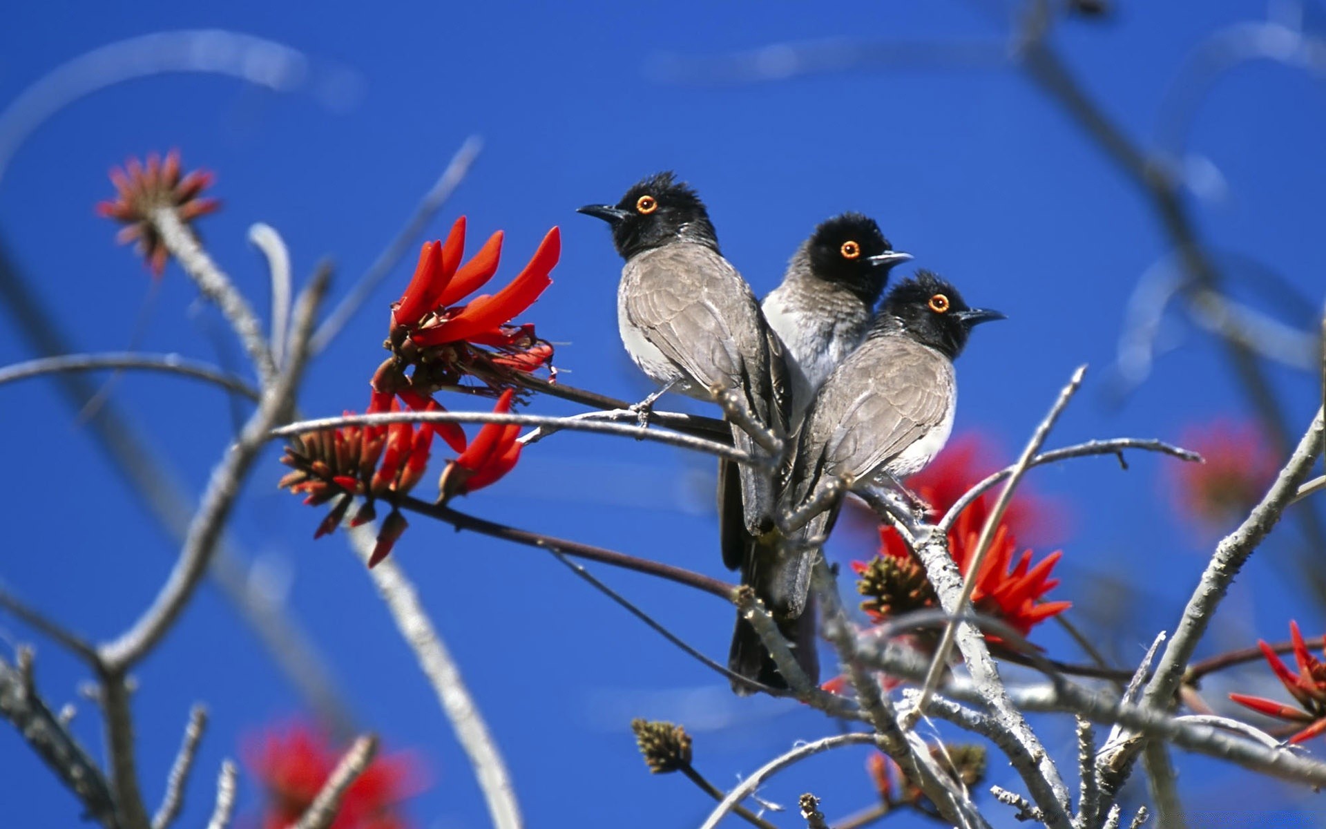 aves natureza pássaro ao ar livre vida selvagem árvore céu animal selvagem close-up