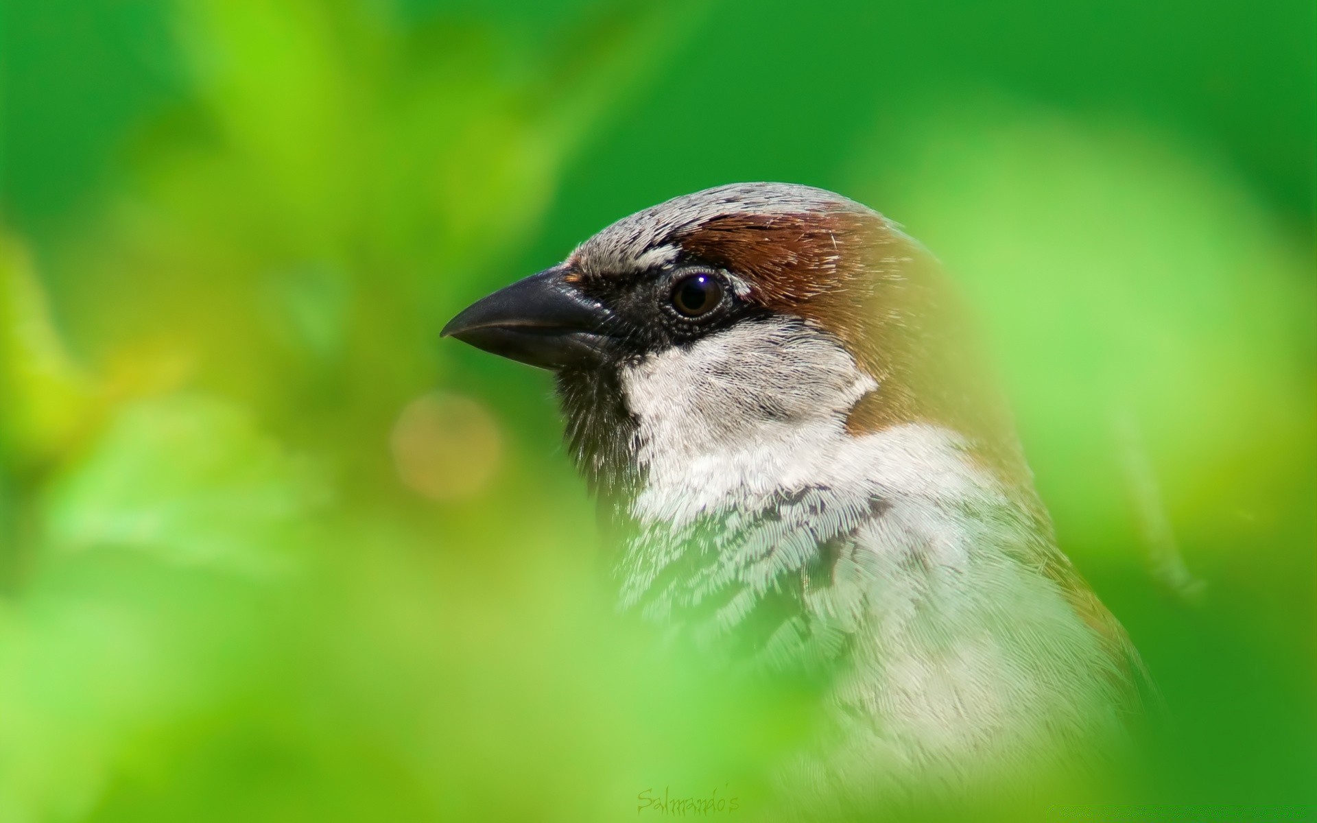 aves vida selvagem pássaro natureza ao ar livre animal selvagem ambiente folha borrão aviano pequeno