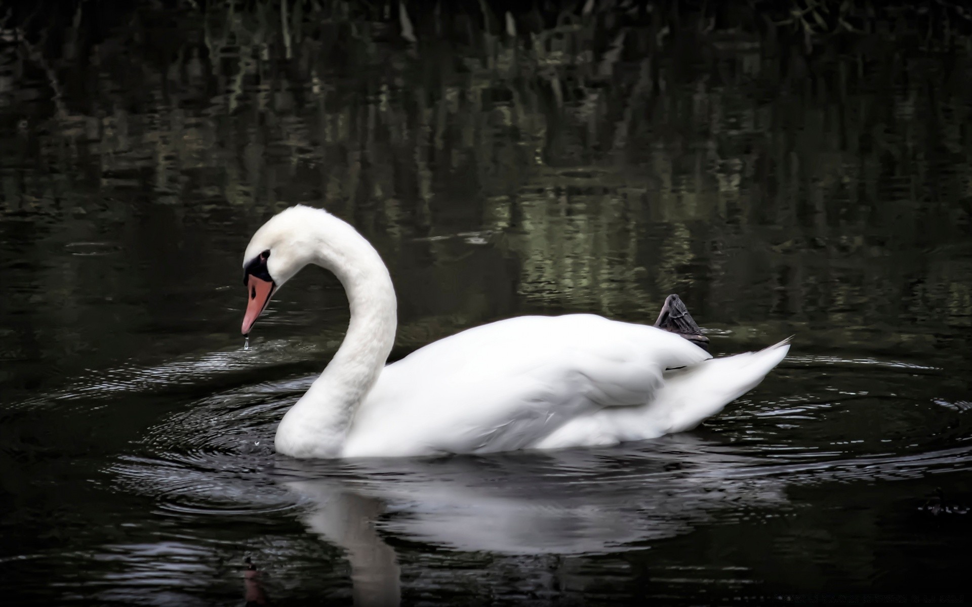 swans swan bird water lake pool nature waterfowl river reflection swimming wildlife feather animal neck outdoors