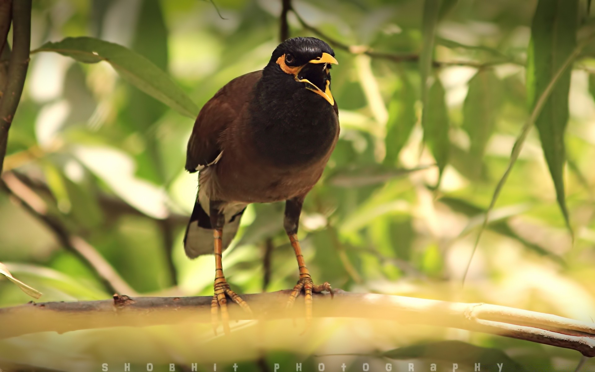 oiseaux oiseau faune nature animal bec avian sauvage aile à l extérieur plume