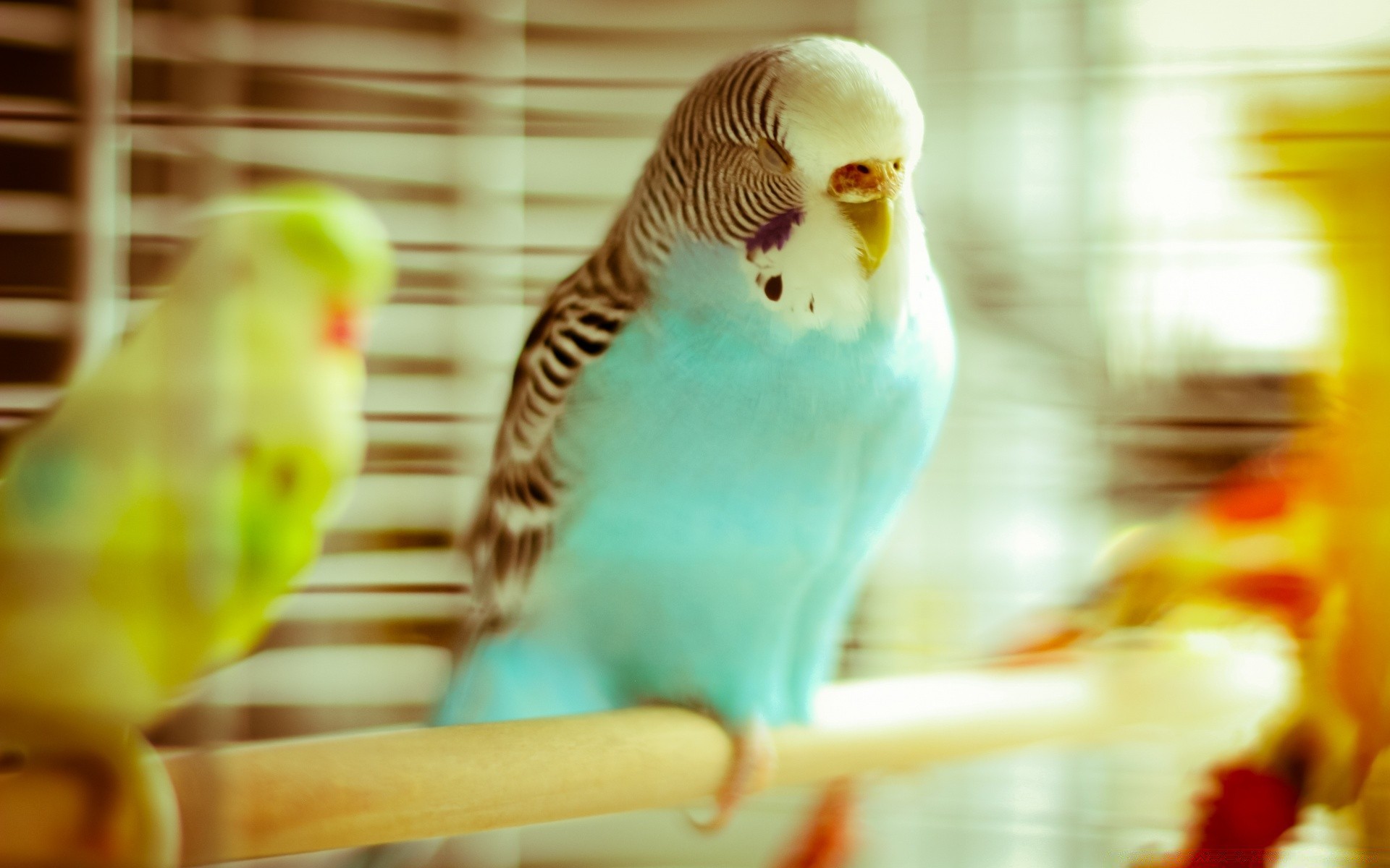 papagei vogel unschärfe drinnen essen natur