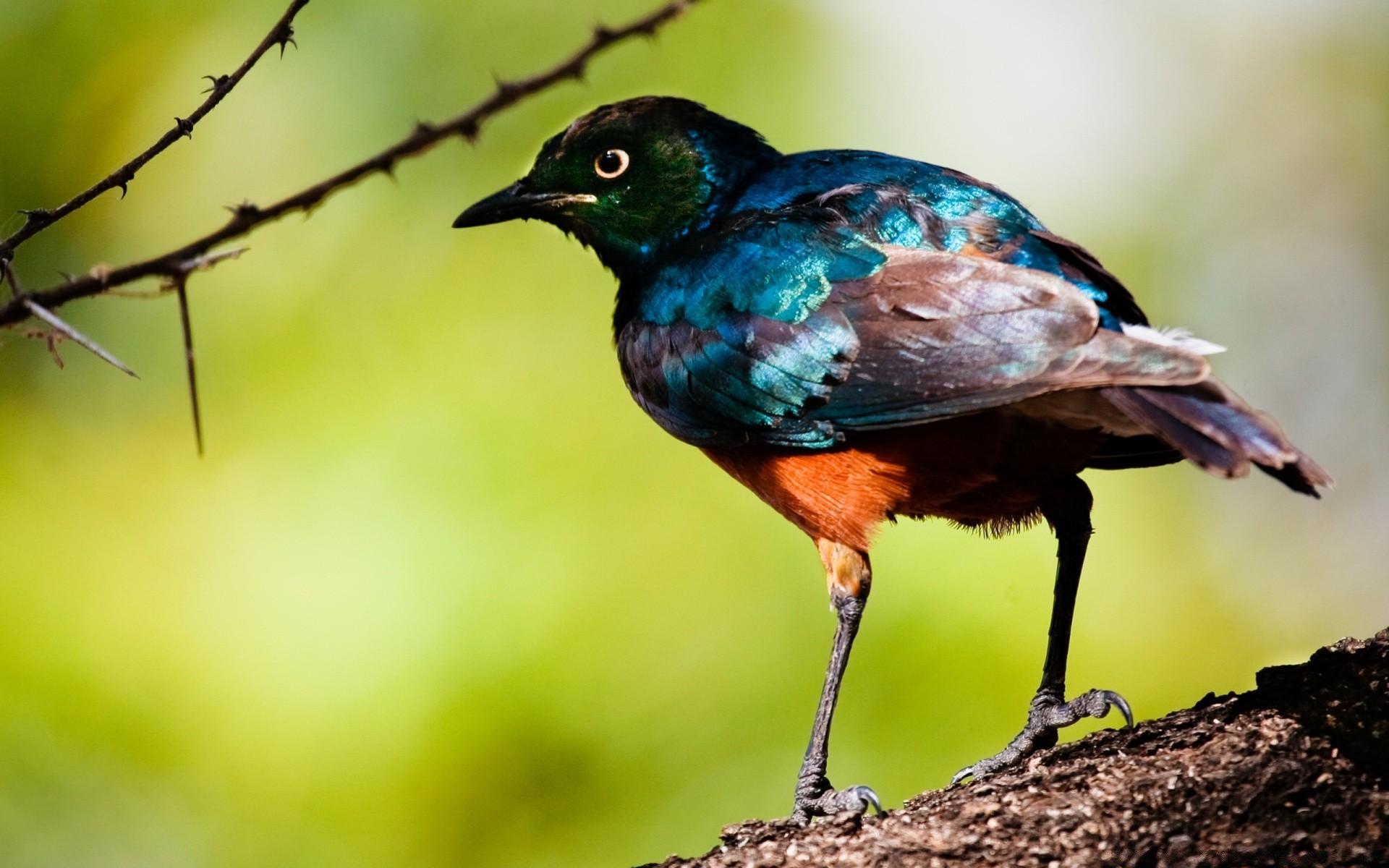 kuşlar kuş yaban hayatı hayvan doğa geçiş yumuşatma vahşi gaga avian kanat starling