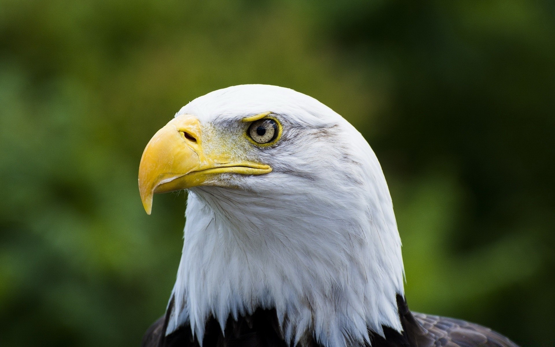 eagle bird raptor wildlife prey beak animal nature feather bald eagle portrait hawk predator wild bald falconry falcon wing avian