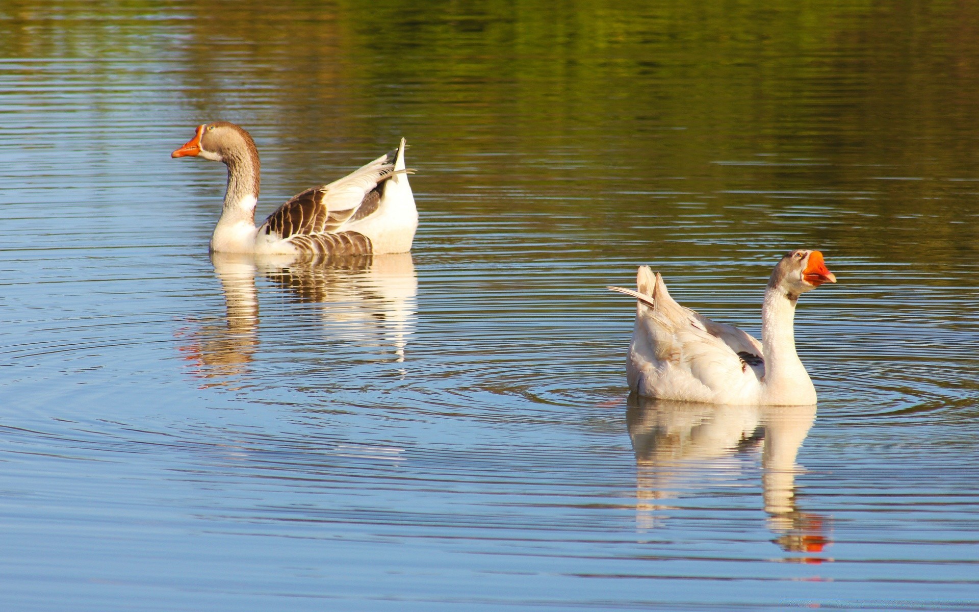 wasservögel vogel ente pool gans see wasser vögel reflexion schwan feder tierwelt tier schwimmen schnabel stockente natur drake hals