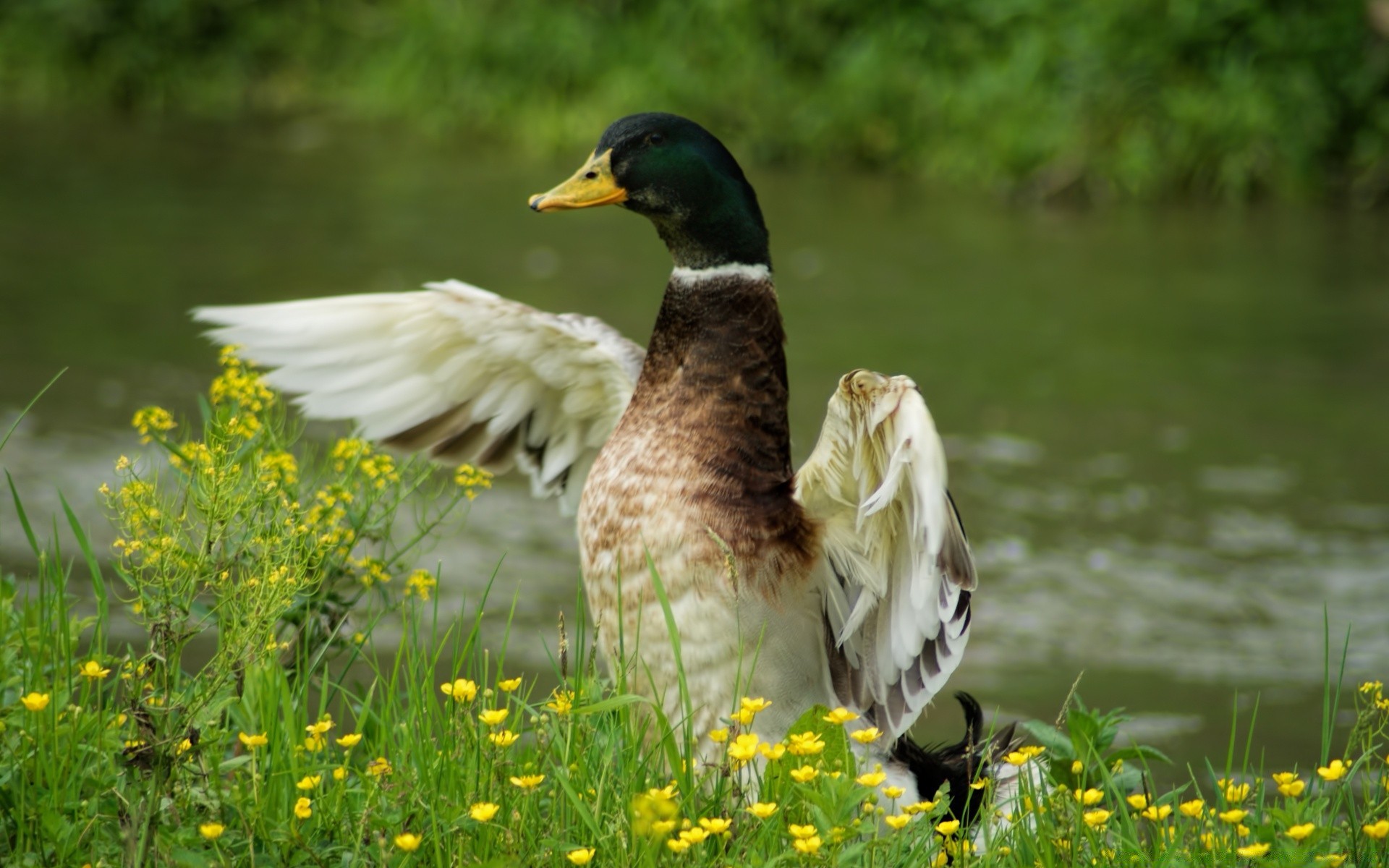 duck bird nature grass wildlife outdoors goose waterfowl poultry pool feather lake animal