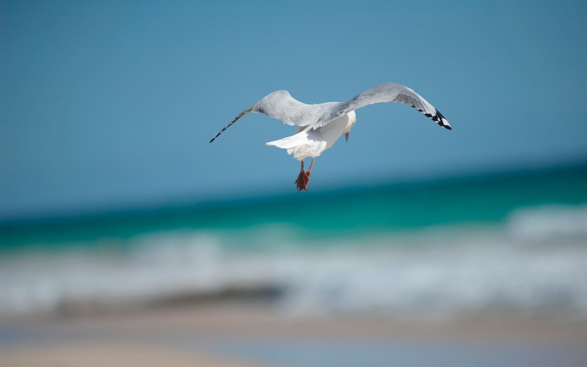 gabbiano uccello acqua gabbiano fauna selvatica natura cielo volo mare spiaggia all aperto oceano azione libertà animale