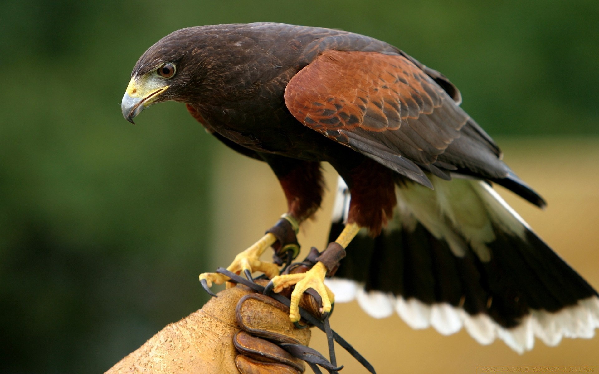 aves de rapina raptor pássaro águia vida selvagem falcão presa pipa falcoaria animal voo natureza careca predador águia careca retrato asa bico selvagem