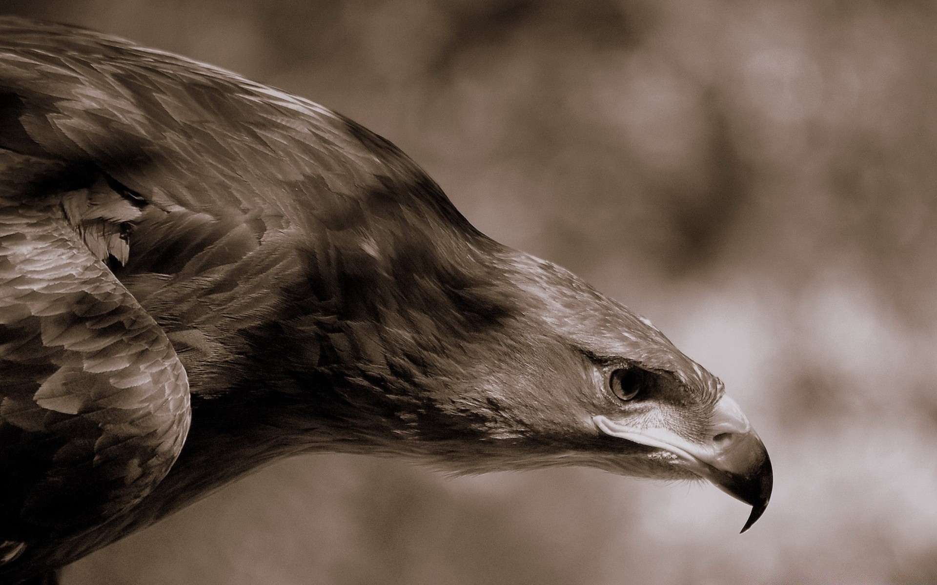 aigle oiseau rapace faune portrait nature oeil proie plume faucon animal fauconnerie bec un prédateur tête sauvage