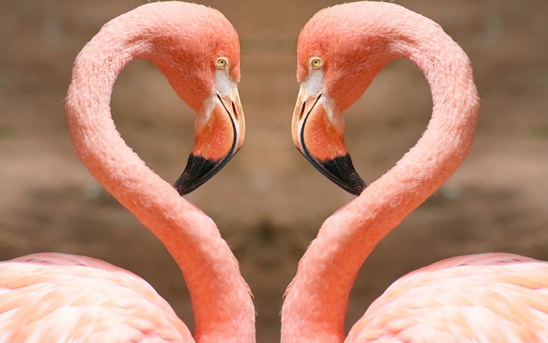 flamingo doğa kuş yaban hayatı gaga