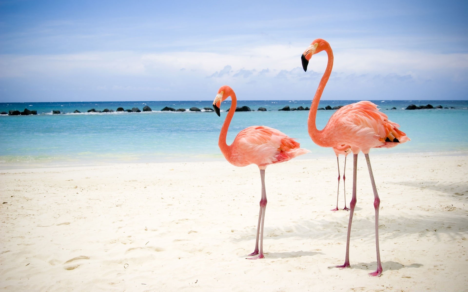 flamingo plage eau sable mer océan tropical été mer nature exotic ciel voyage lagon