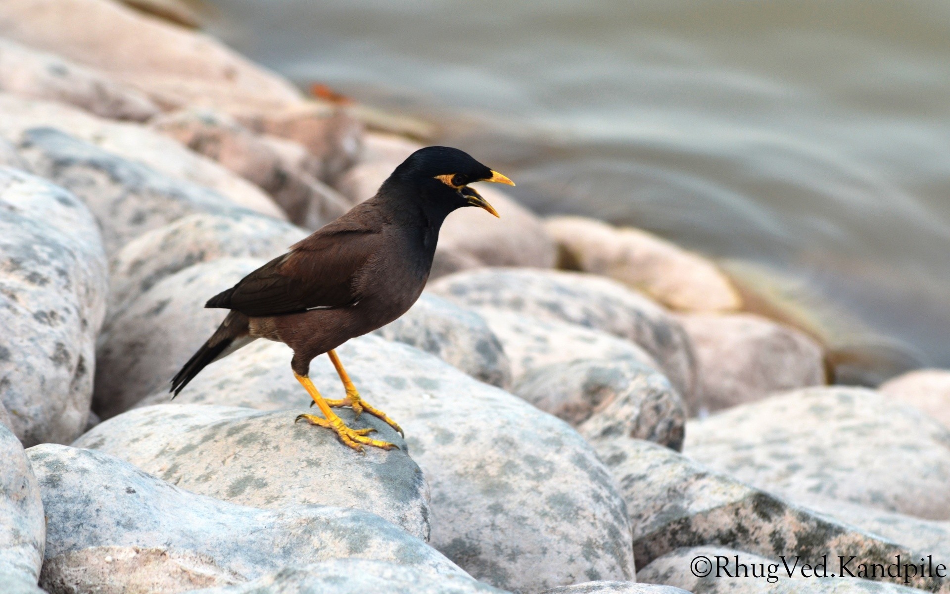 birds nature wildlife bird outdoors wild water