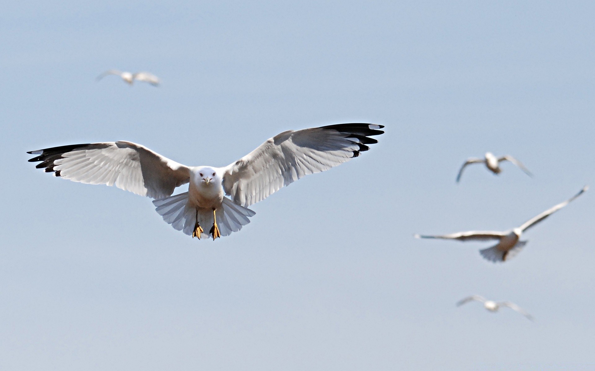 uccelli uccelli gabbiani fauna selvatica volo volare librarsi animale piuma natura libertà apertura alare uccelli becco cielo all aperto ala