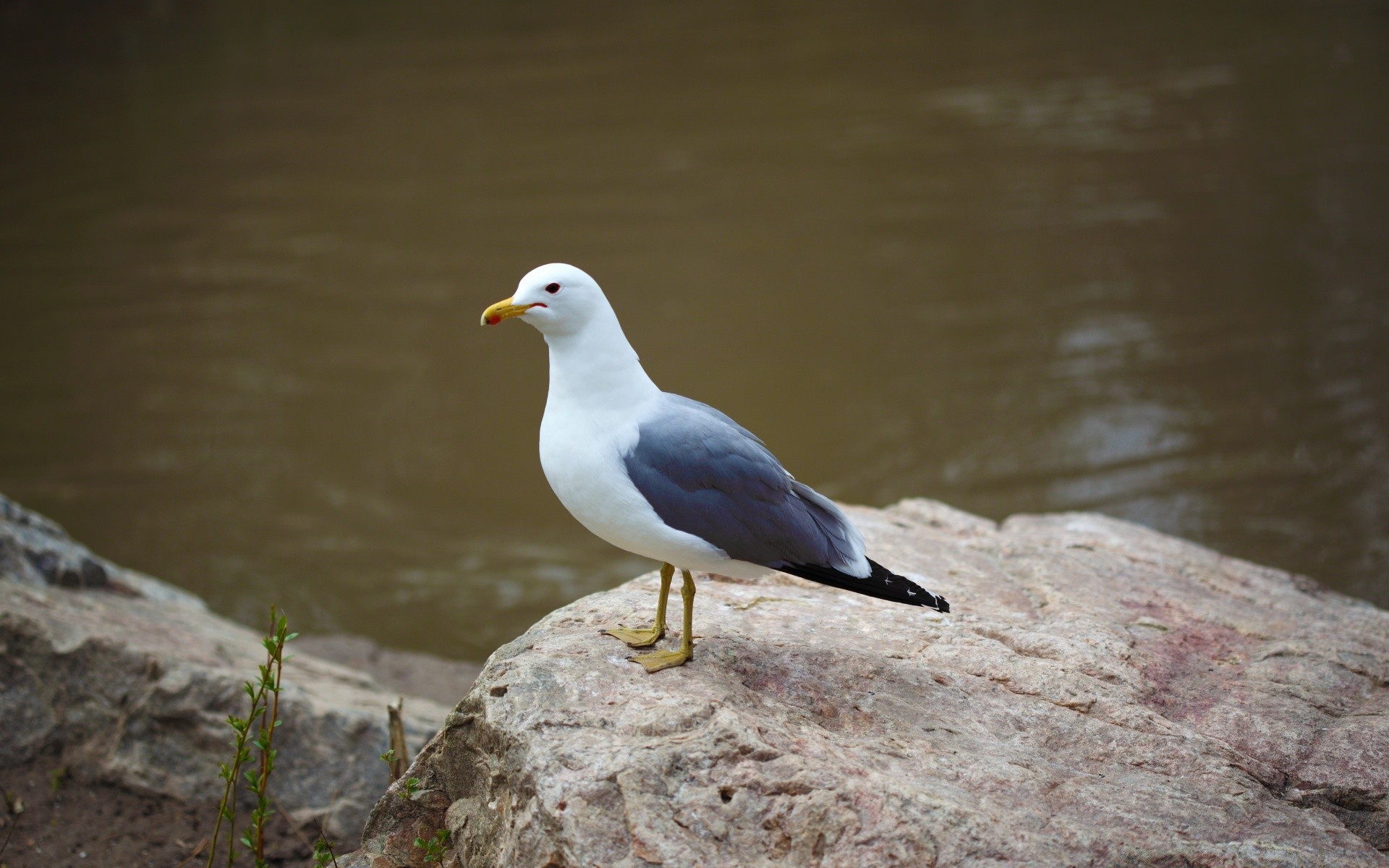 seagull bird wildlife water nature seagulls outdoors animal wild beak sea