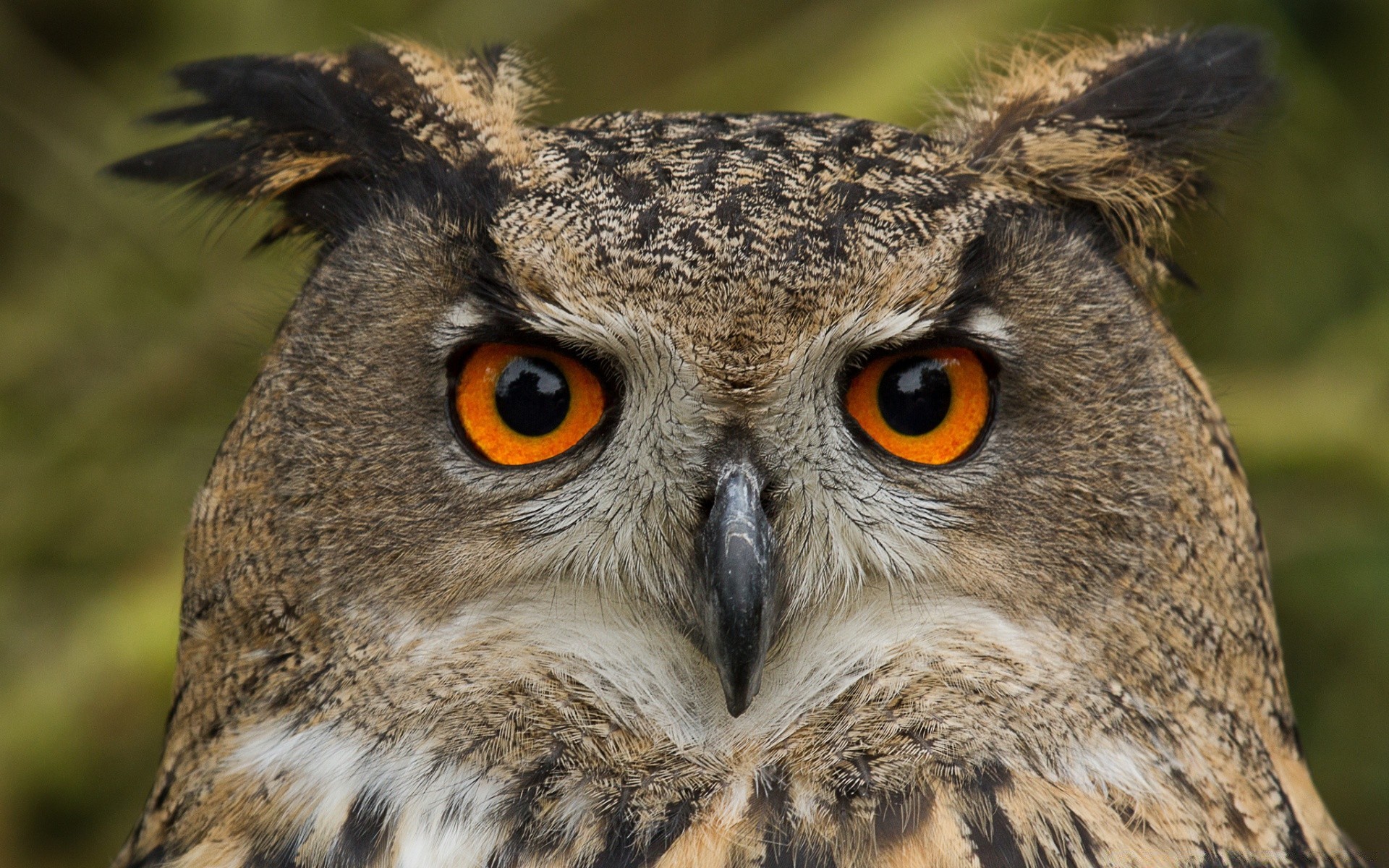 gufo fauna selvatica rapace natura animale preda uccello selvaggio occhio ritratto predatore cacciatore all aperto aquila