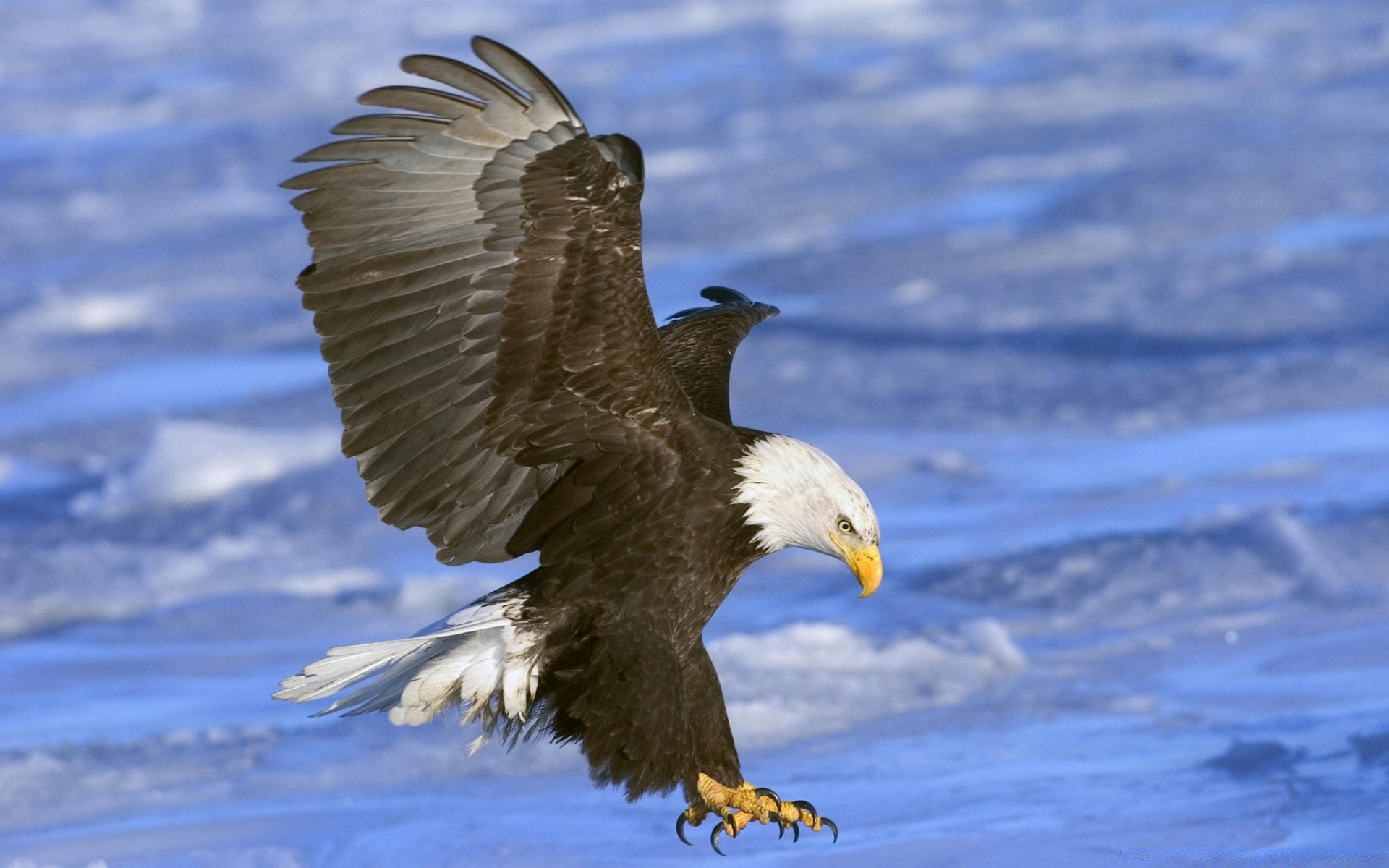 eagle bird wildlife raptor animal nature outdoors feather wild beak freedom flight bald eagle winter wing