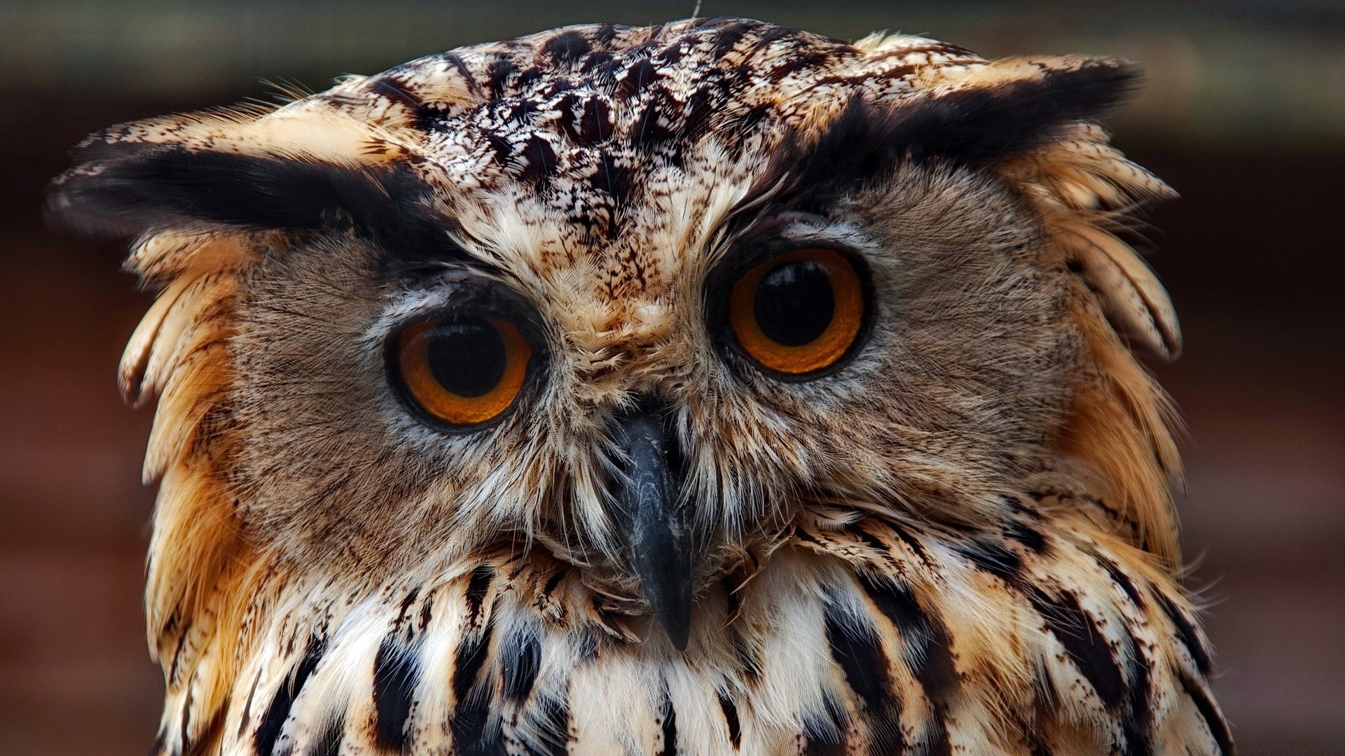 búho raptor presa depredador águila pájaro vida silvestre cetrería cazador depredador halcón animal pico salvaje naturaleza ojo retrato halcón carnívoro pluma