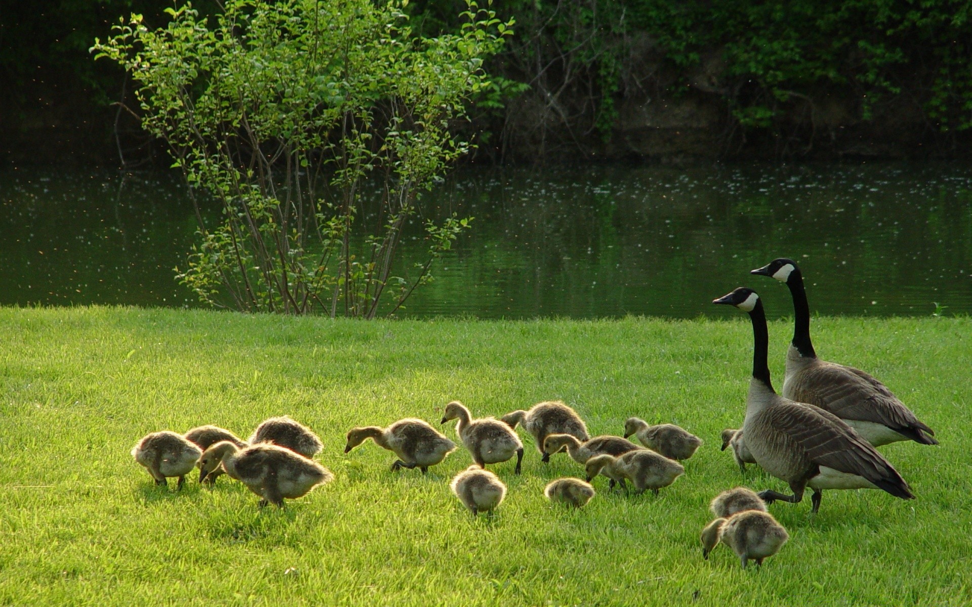 waterfowl goose grass nature wildlife animal duck wild bird outdoors water mammal farm