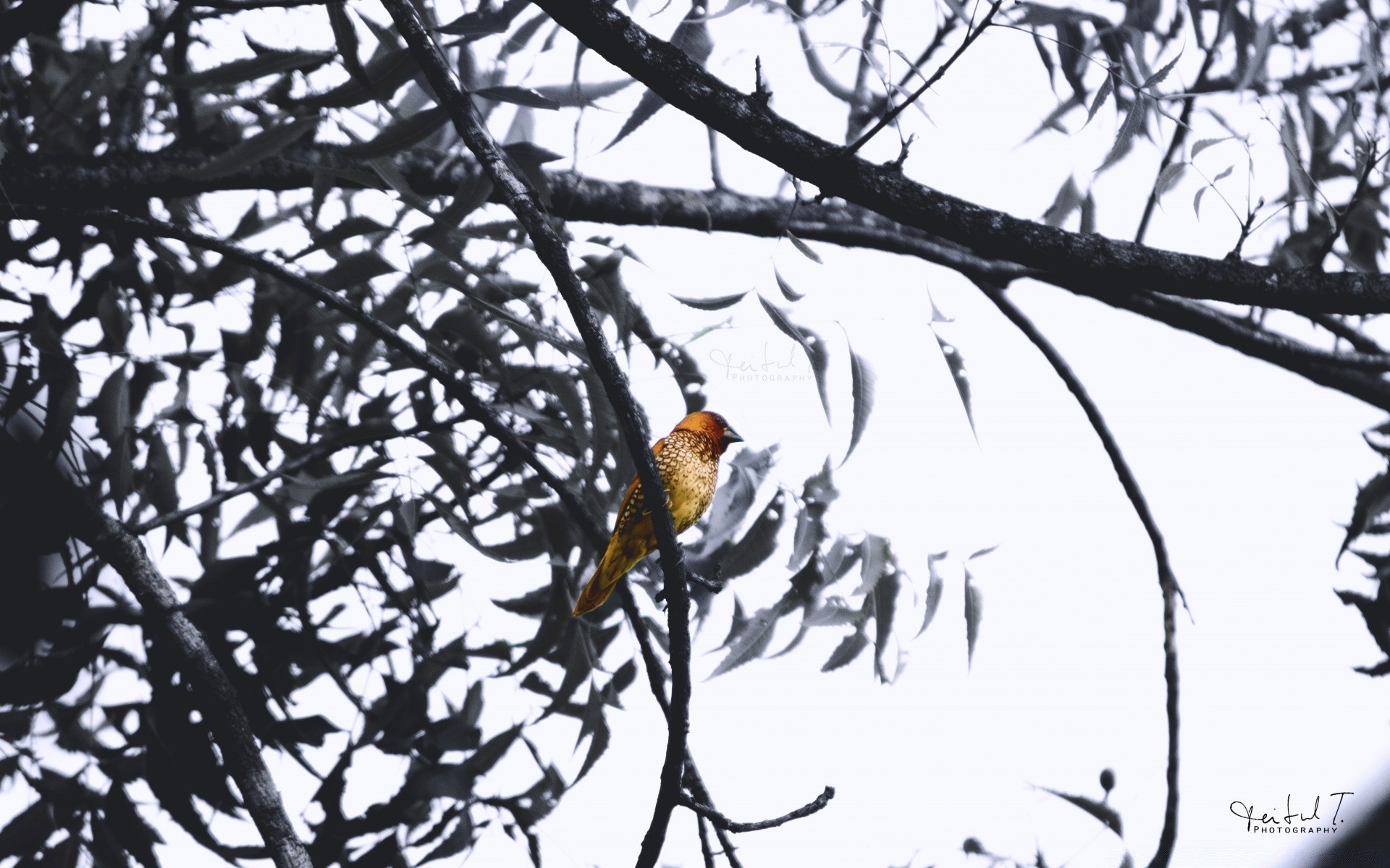 birds bird tree wildlife nature outdoors wood animal winter wing branch wild one feather snow color season